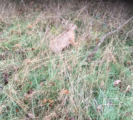 Chevreuil dans un pr&eacute; de la commune de Champs